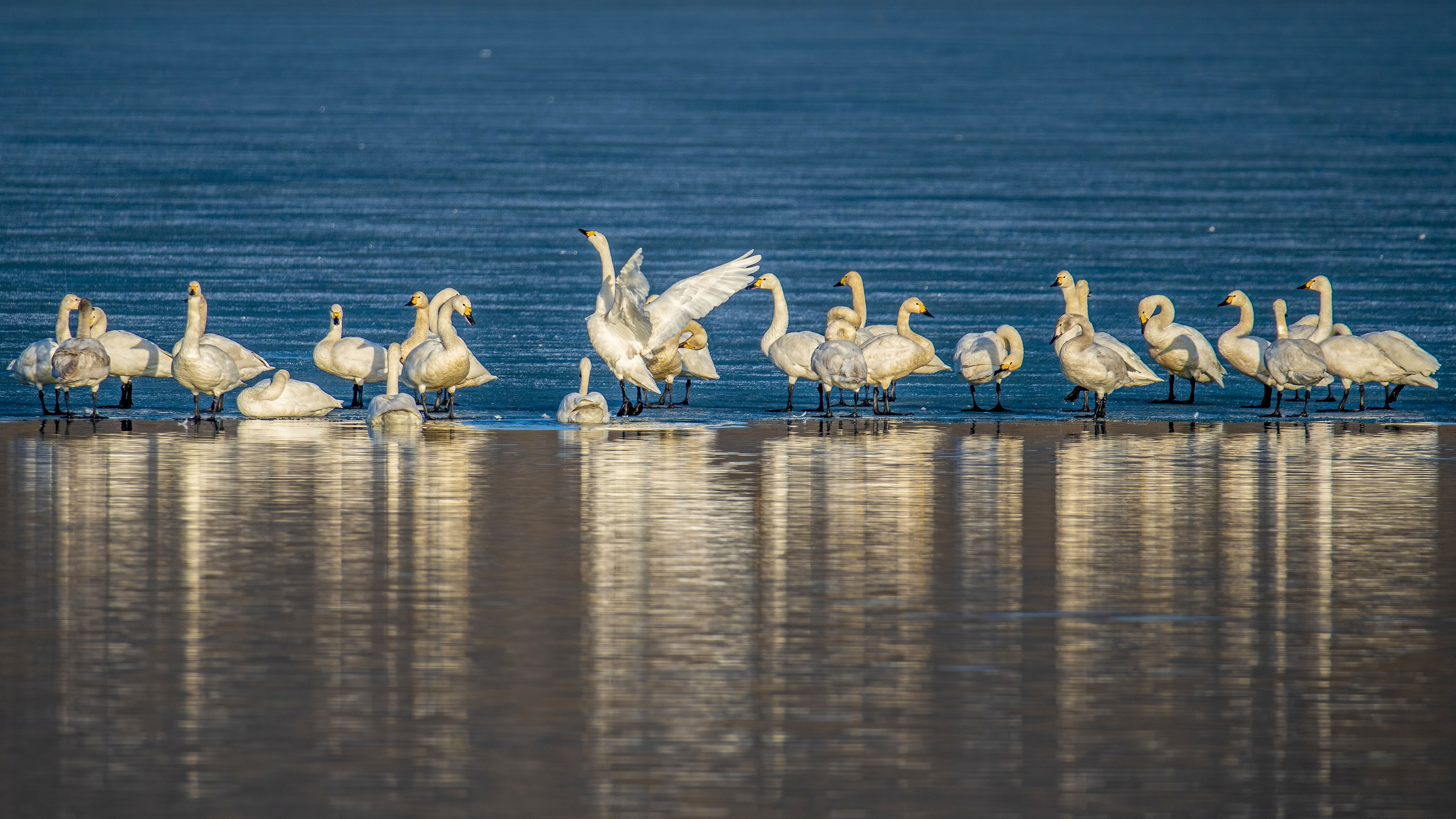 小鸟天地图片 鹦鹉壁纸下载 两只小鸟高清图片壁纸 我爱图片网