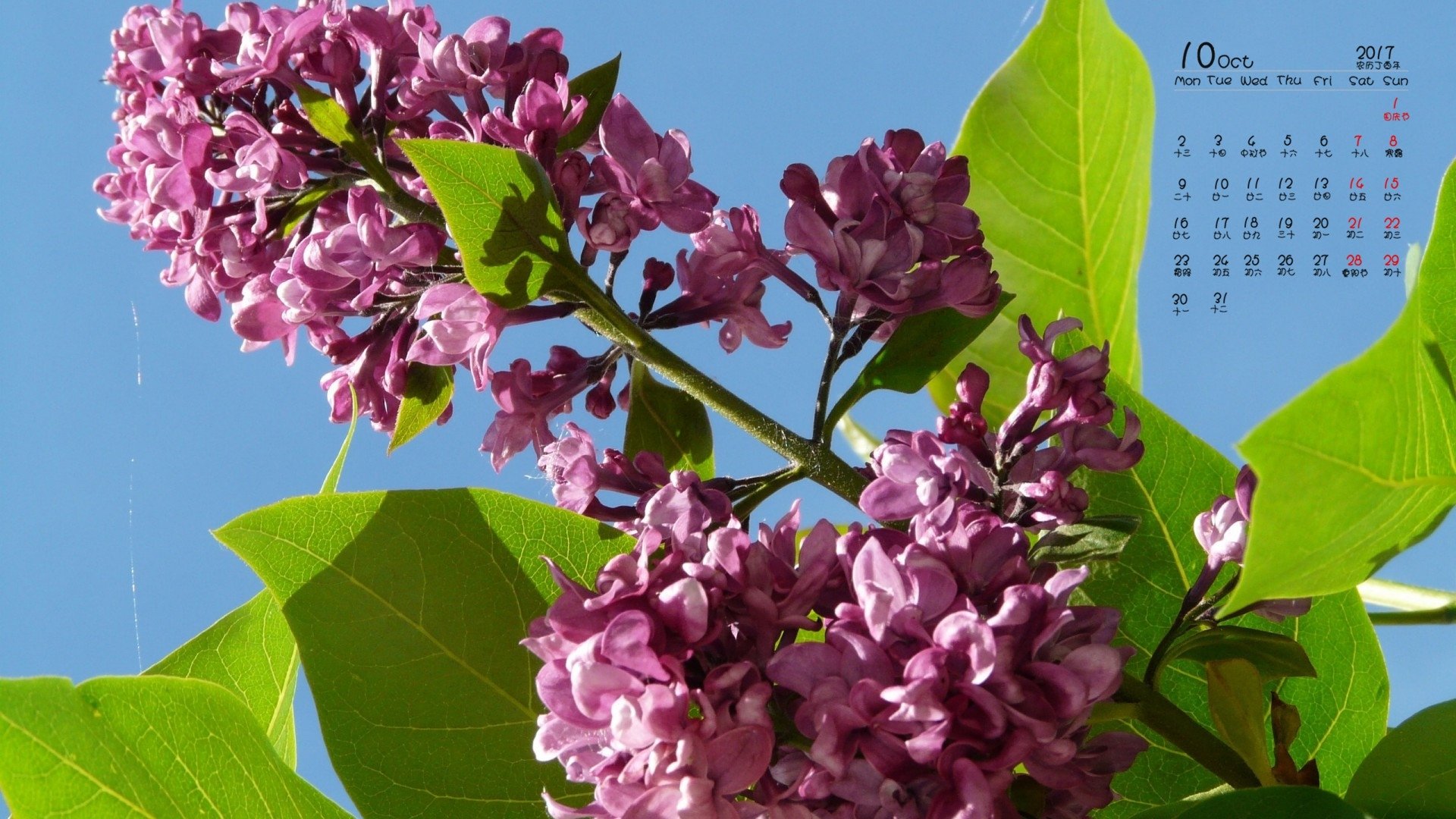 丁香花 我爱图片网 丁香花 我爱图片网