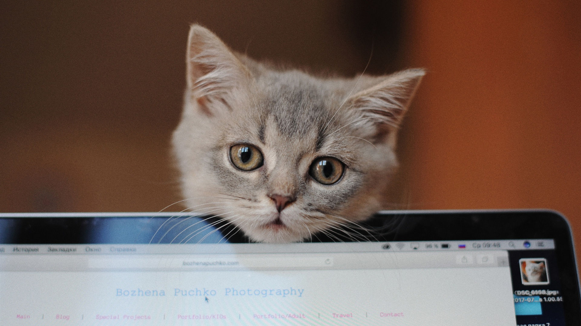 猫星人图片_猫咪壁纸下载_苹果电脑高清图片壁纸